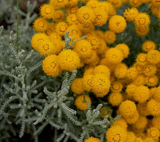 Santolina abrótano planta aromática