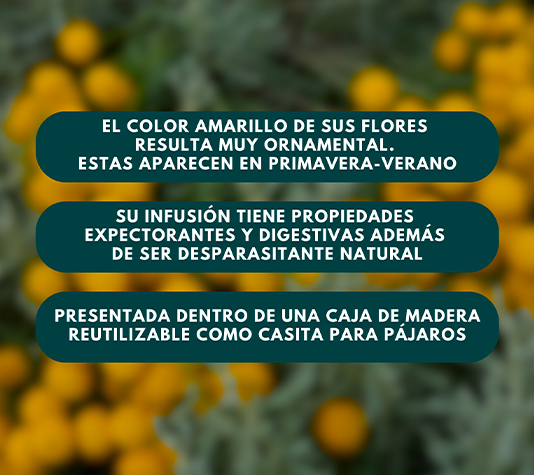 Santolina abrótano planta aromática