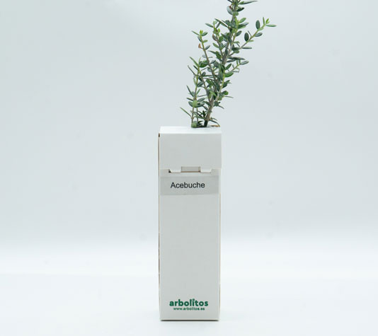 Acebuche para regalo