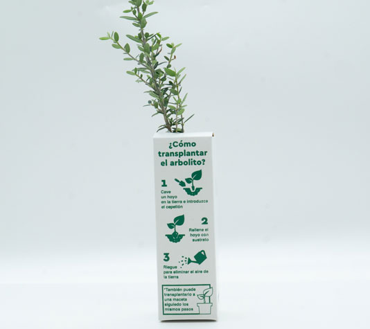 Instrucciones cómo transplantar un acebuche
