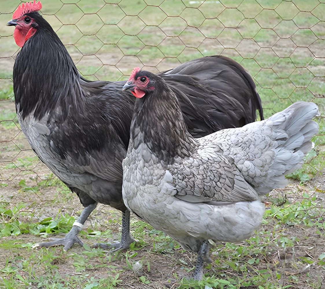 gallinas gigantes australorp en color azul	