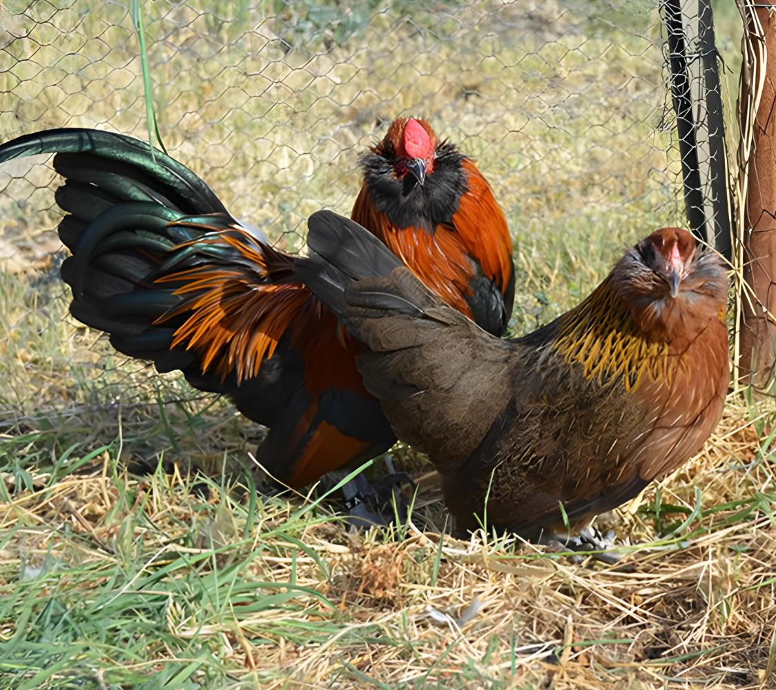 gallinas de raza barbuda de amberes color dorado	