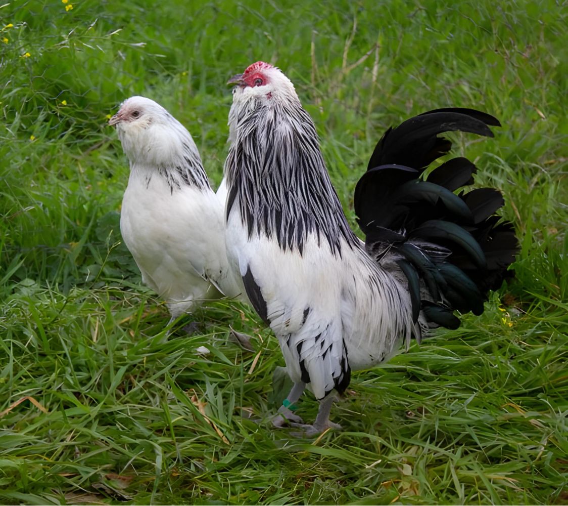 Pareja gallinas Barbuda de Amberes blanco armiñado negro	