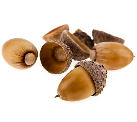 Bellotas fruto de la encina