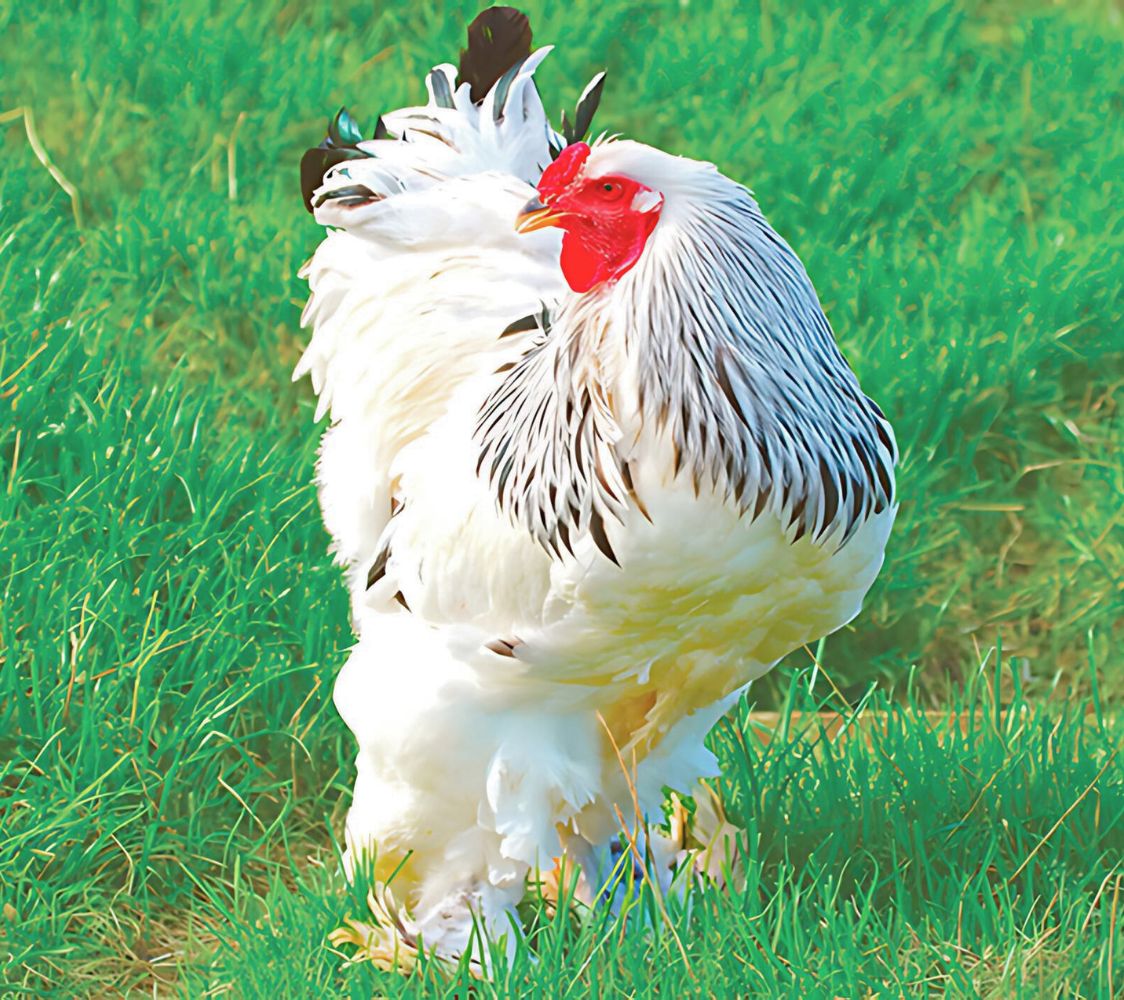 macho brahma blanco armiñado de negro	
