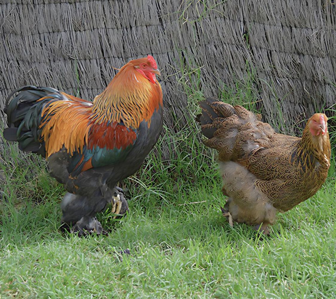 pareja gallina gigante brahma	