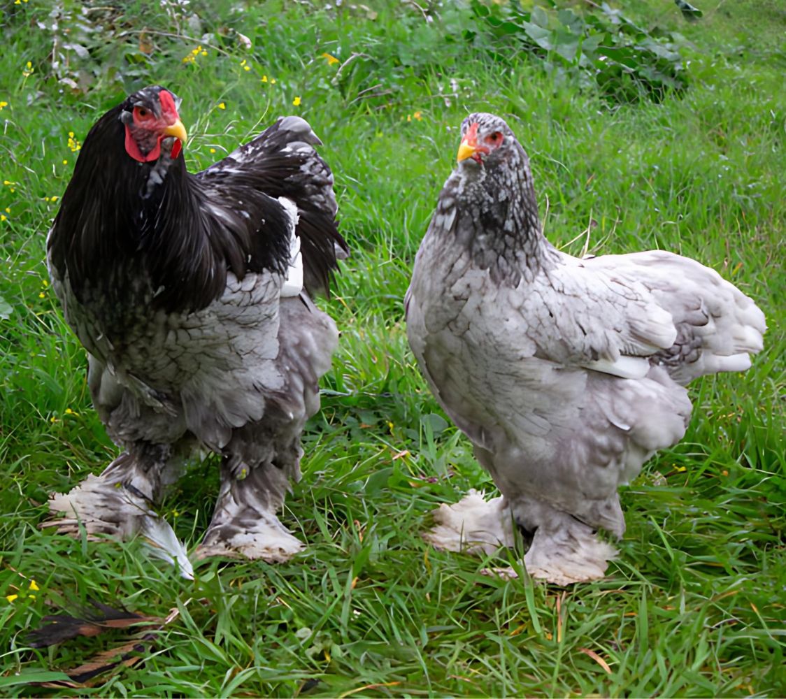 Pareja gallina Brahma azul	