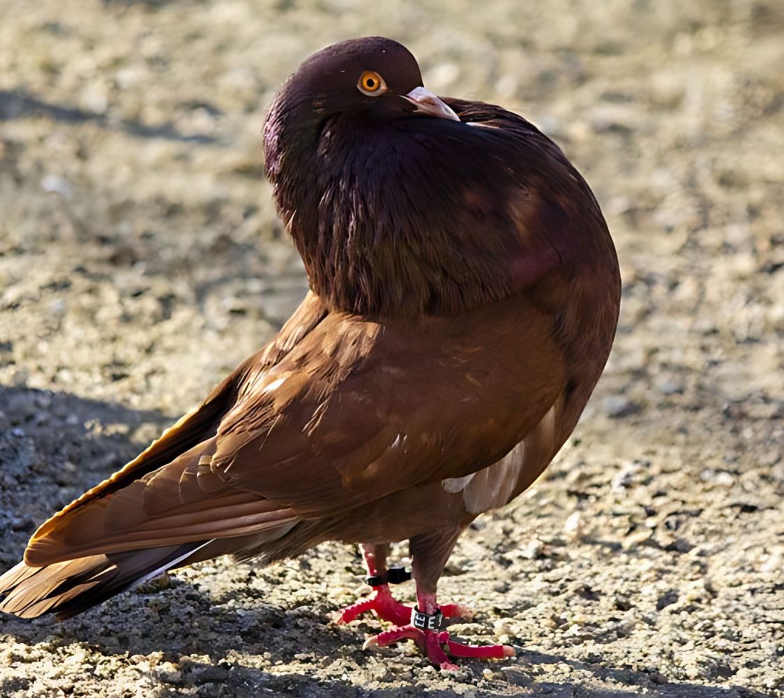 Paloma buchón de amsterdam	