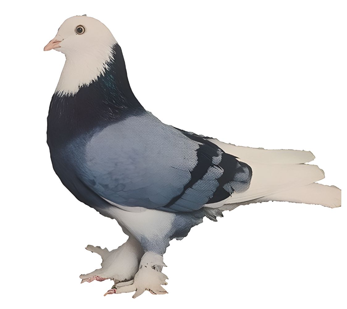 paloma volteadora de inglaterra occidental	