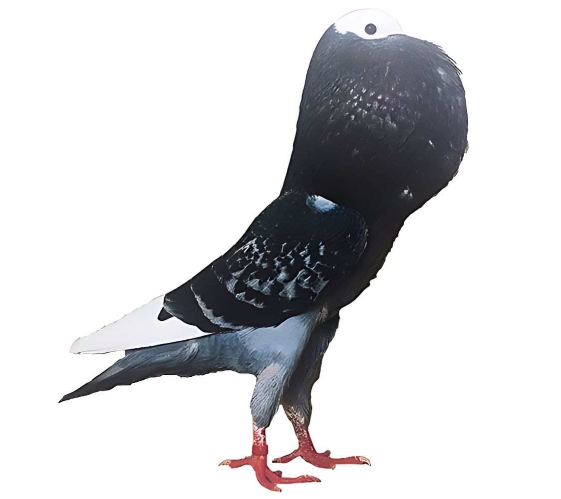 buchón de silesia azul prieto monje	