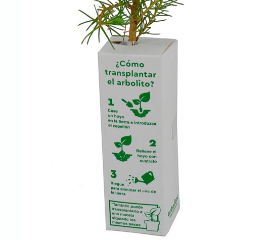 Plantas para regalo: lentisco