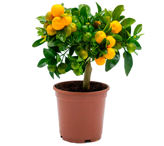 Calamondin - naranjo enano 14cm
