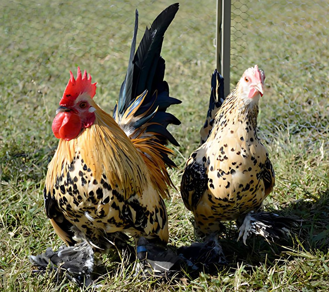 Comprar Gallina de Raza Calzada Holandesa en España | Finca Casarejo