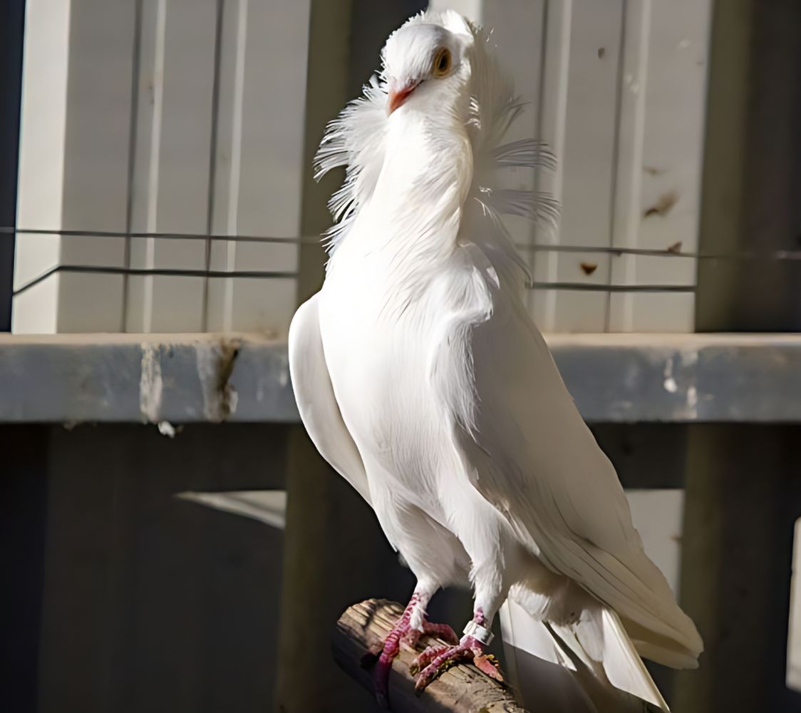 Paloma Capuchina holandesa antigua	