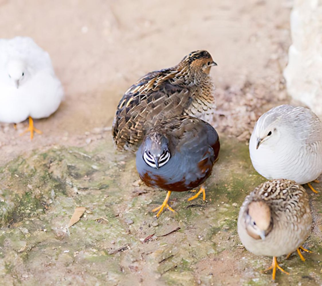 Dónde comprar Codorniz China Hembras y Parejas. Venta | Finca Casarejo