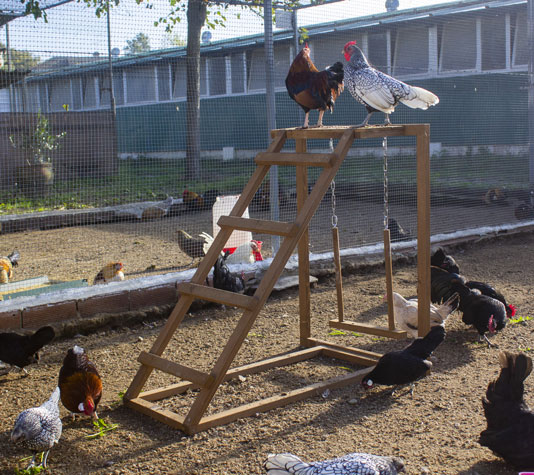 Columpio Para Gallinas Comprar Accesorios Para Gallinero Finca Casarejo