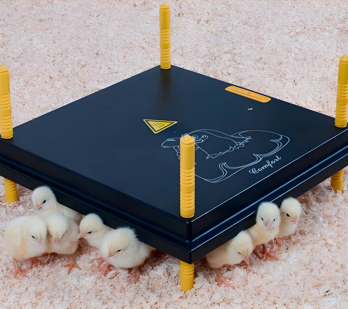 Pollitos bajo una criadora de placa	