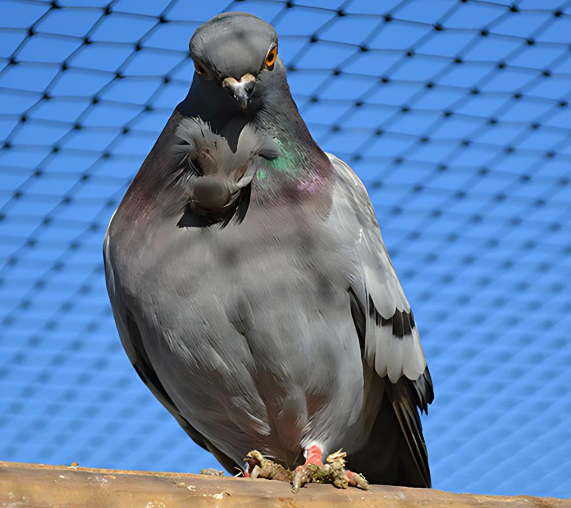 paloma fantasia figurita	