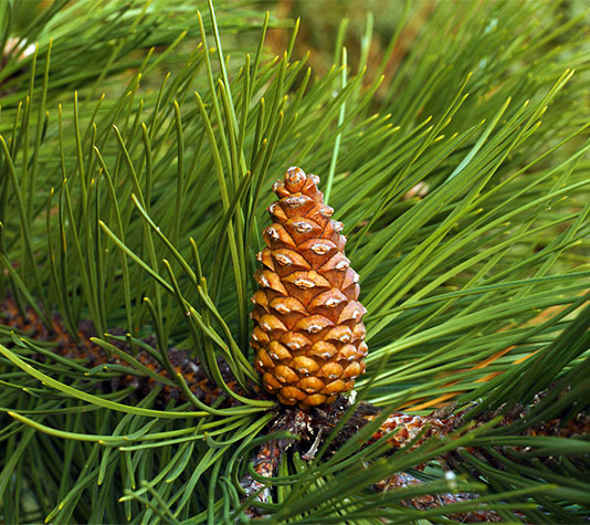 piña pino salobreño