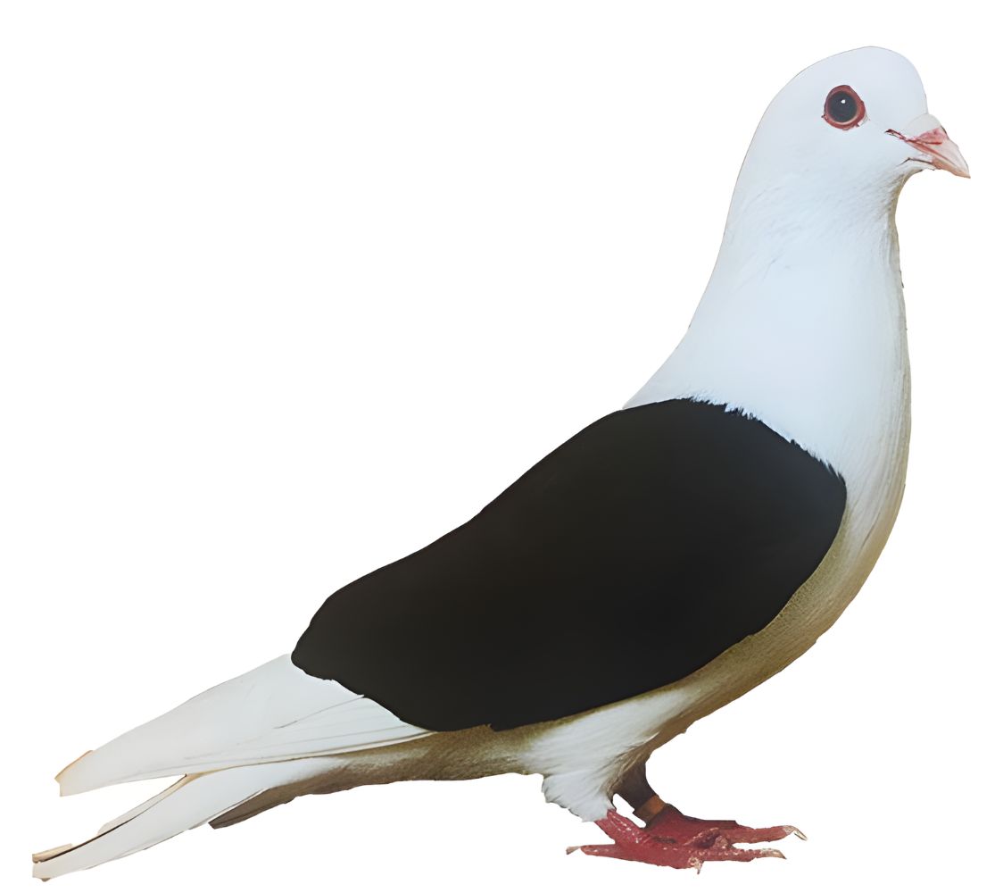 escudo de turingia paloma	