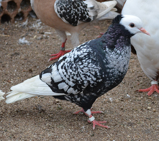 paloma estornino suave negro con casquete blanco