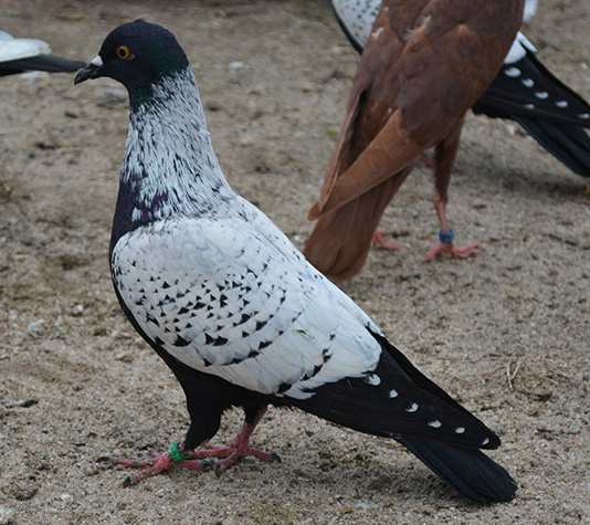 Paloma Estornino suavo negro