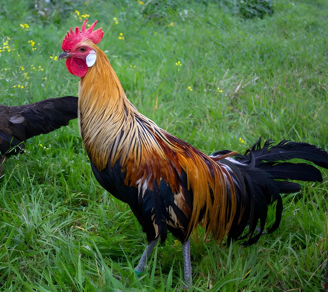 Fenix dorado cuello anaranjado	
