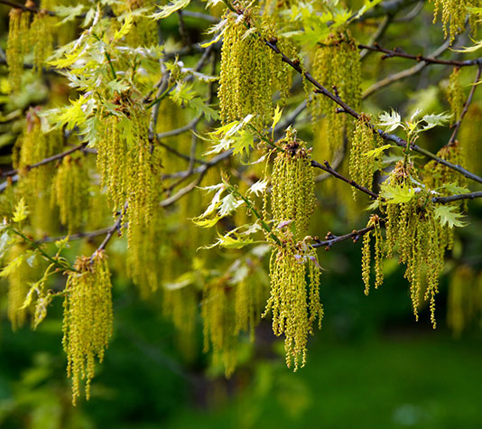 Floración roble rojo