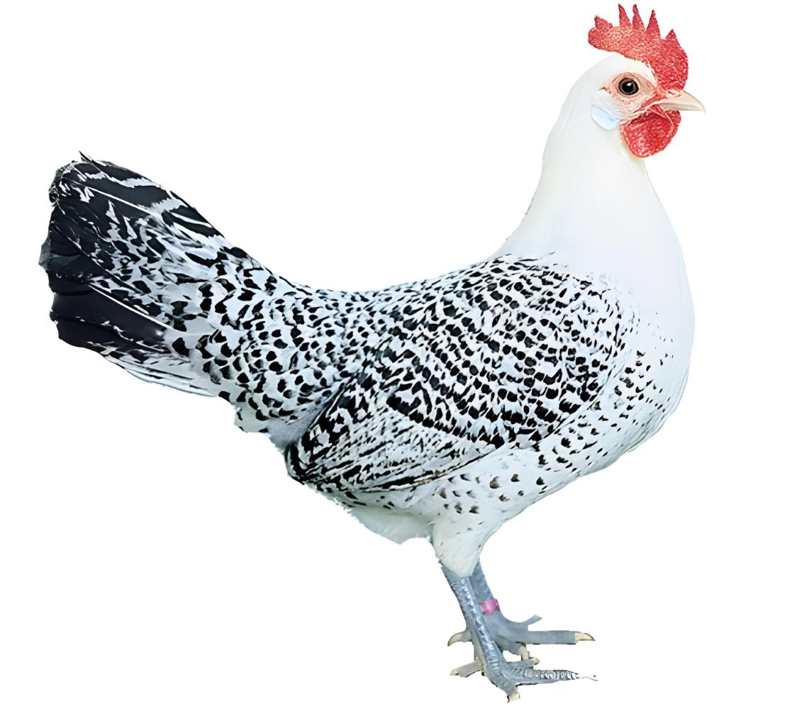 gallina de raza frisona alemana enana	