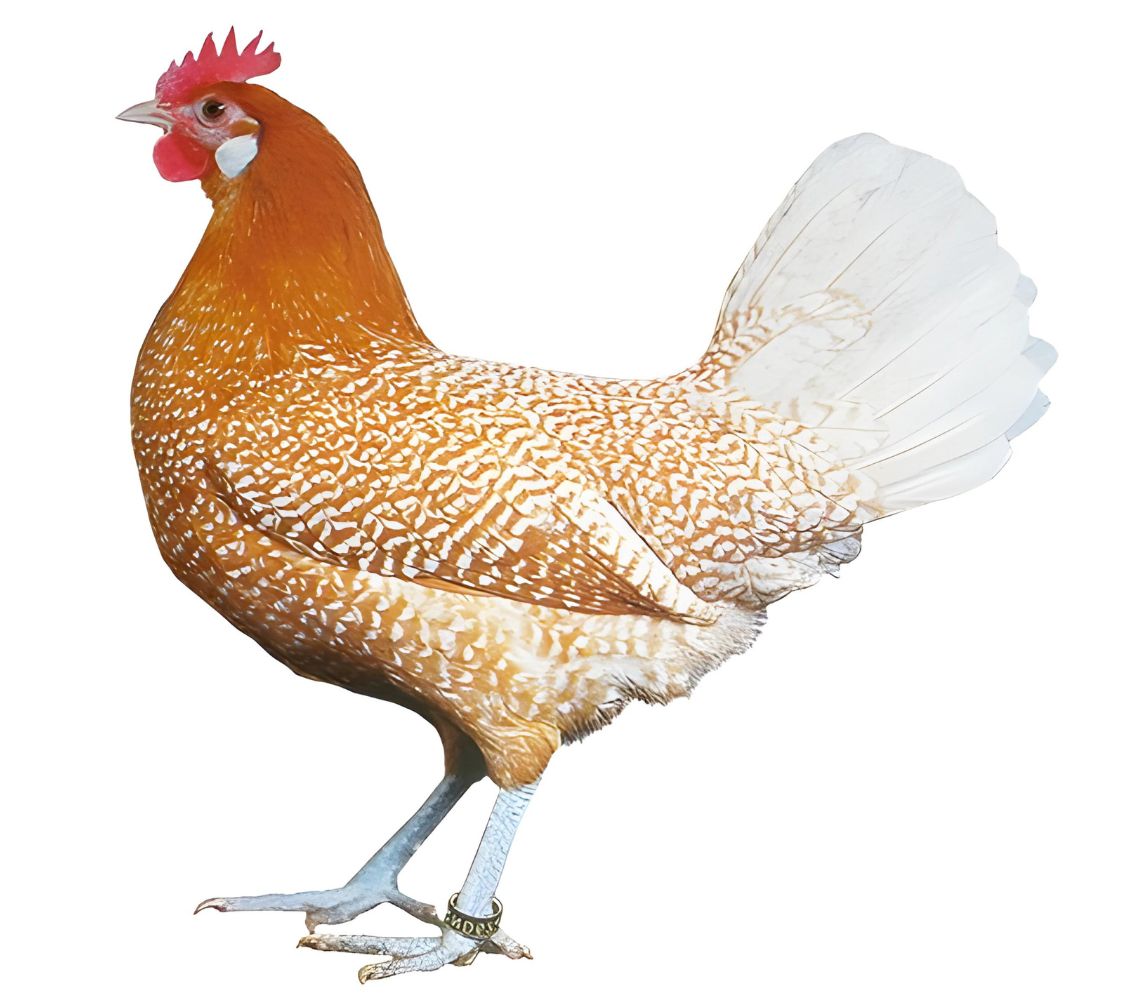 gallina frisona holandesa 