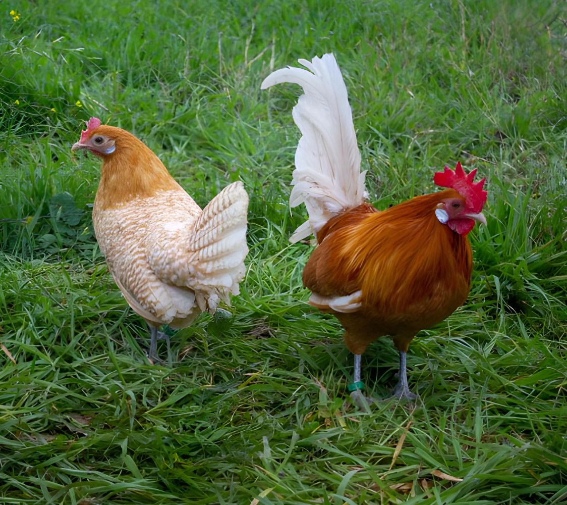 Pareja gallinas Frisona holandesa enana anaranjada	