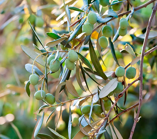 olivas silvestres, fruto del acebuche