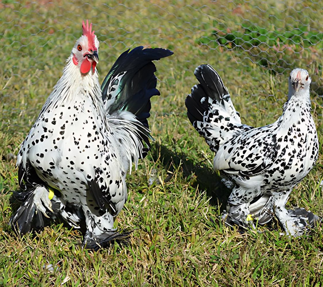 Pareja gallinas Calzada Holandesa blanco lentejuelado de negro	