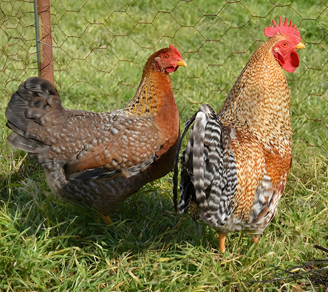 pareja de gallinas enanas bielefelder	