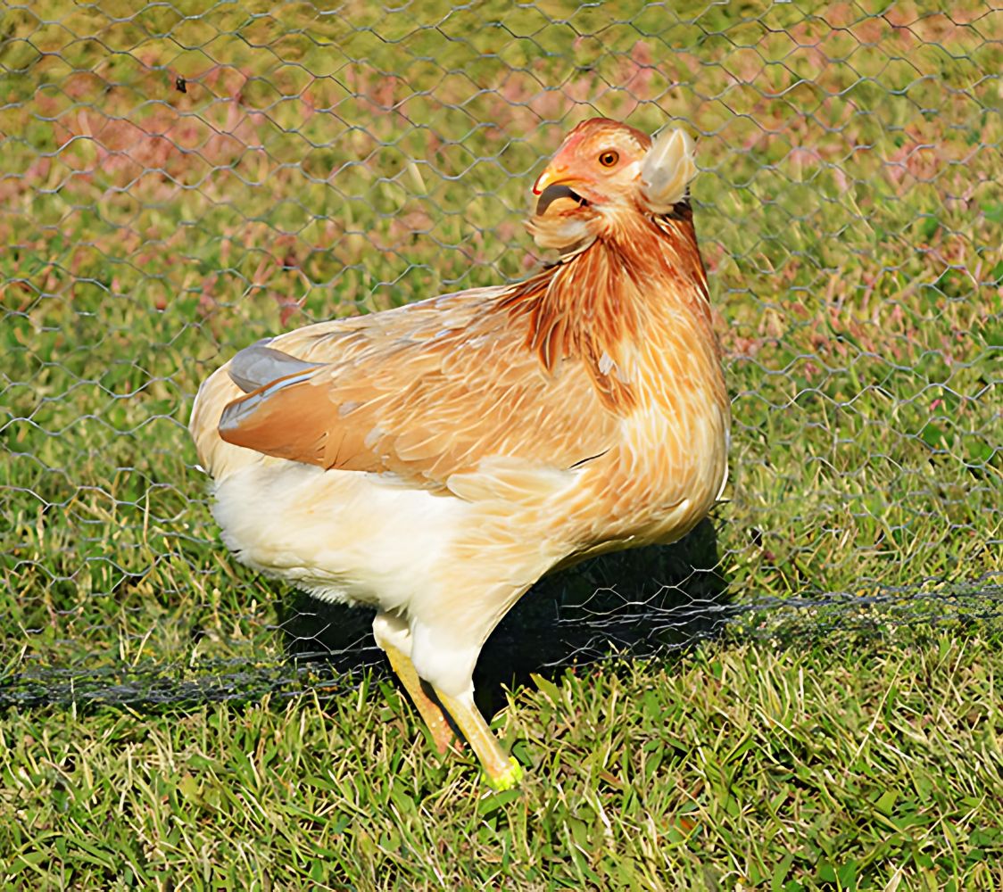 gallina araucana color asalmonado	
