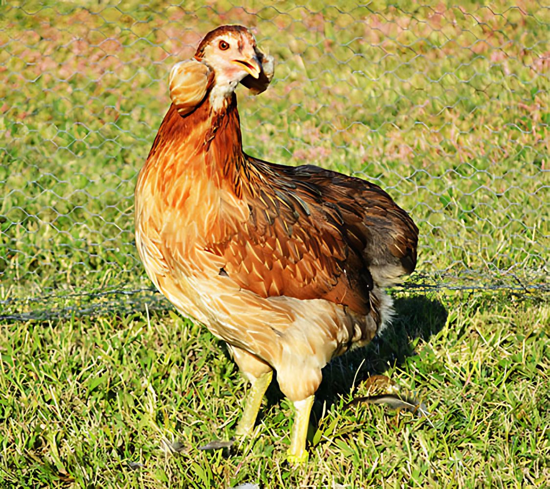 gallina araucana color dorado	