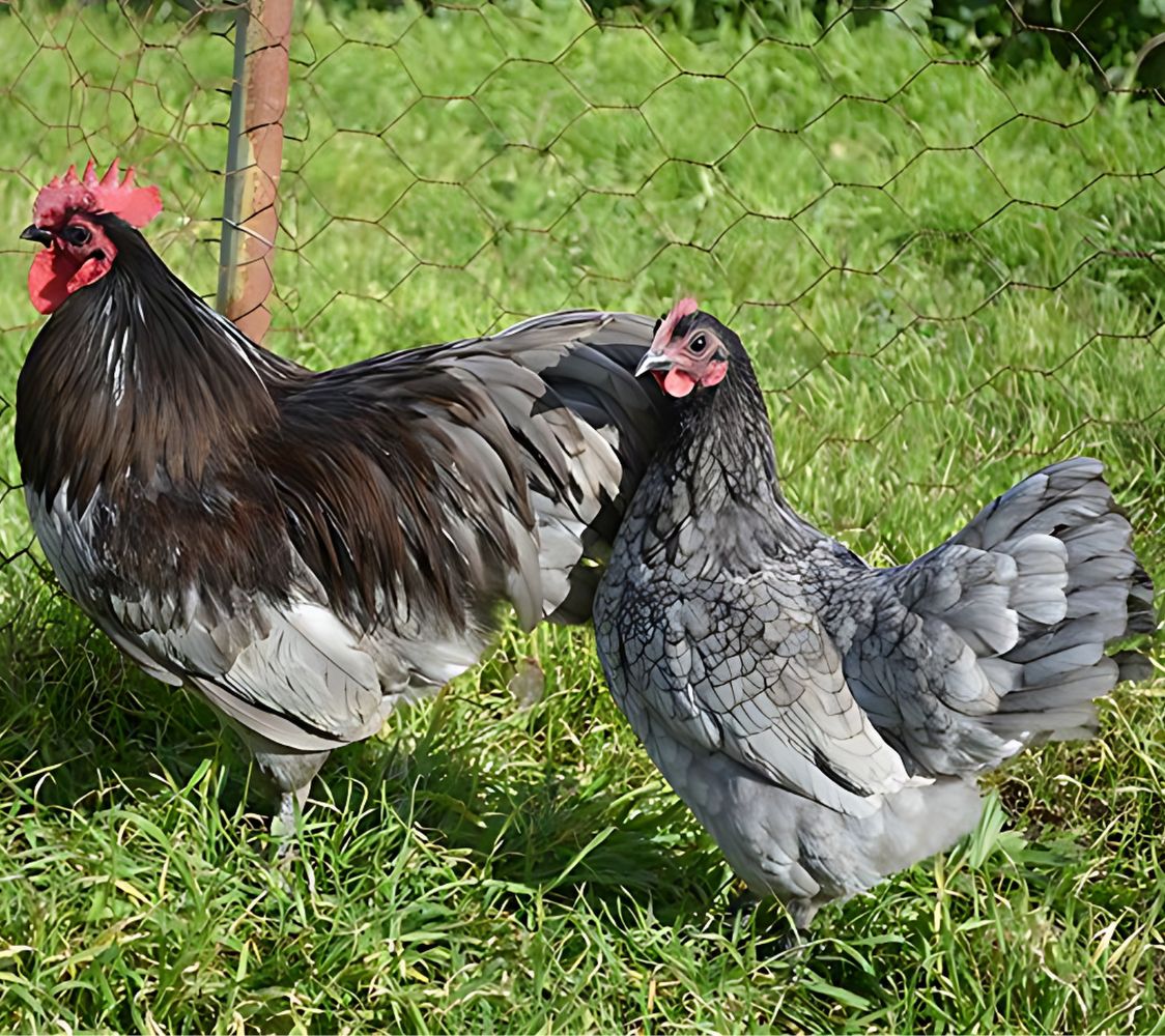 gallina de raza australorp enano en color azul	