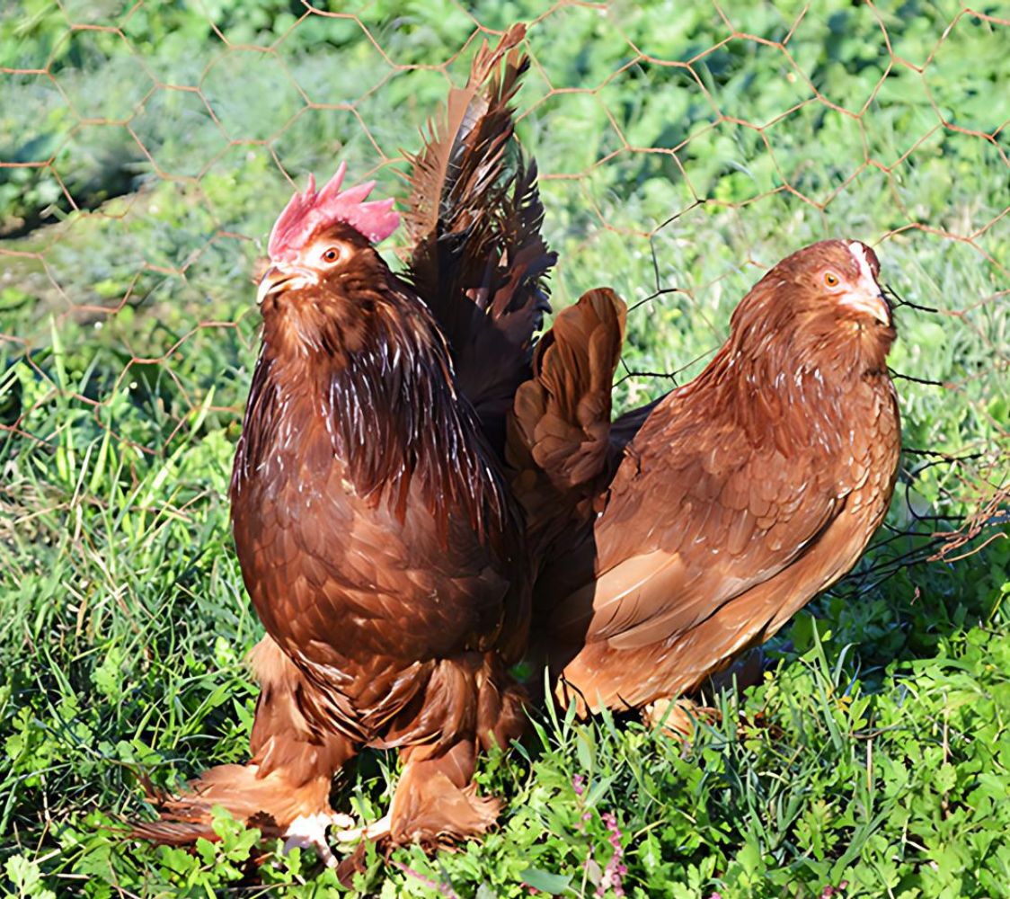 pareja gallinas calzada holandesa con barba color caoba	