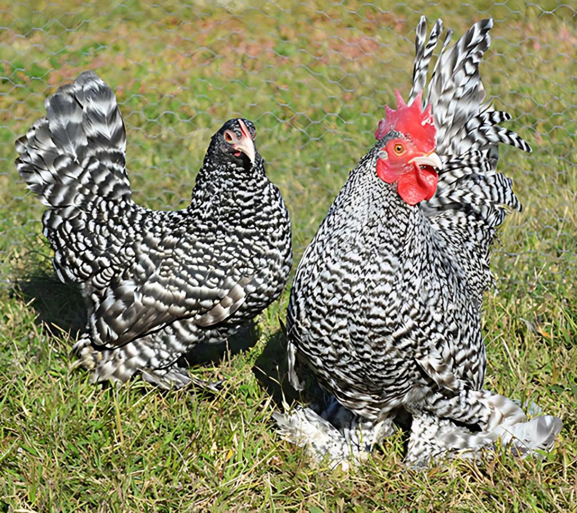 gallina de raza calzada holandesa color barrado	