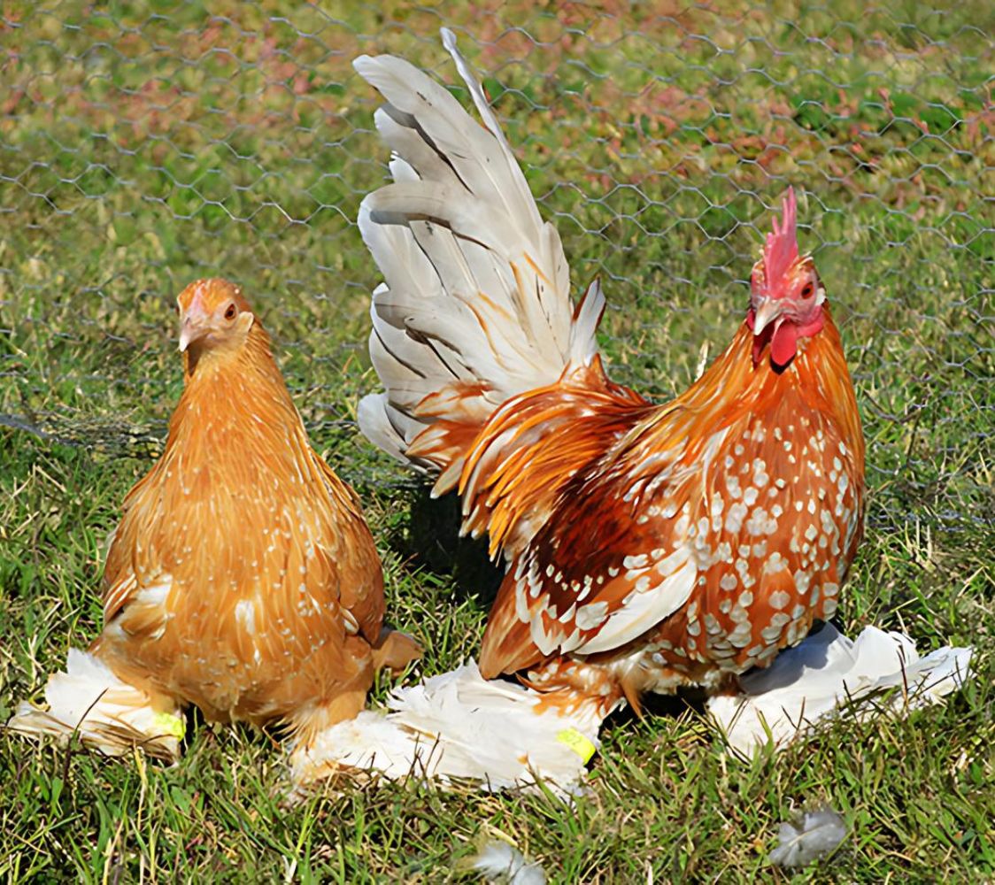 gallina de raza calzada holandesa color amarillo moteado de blanco	