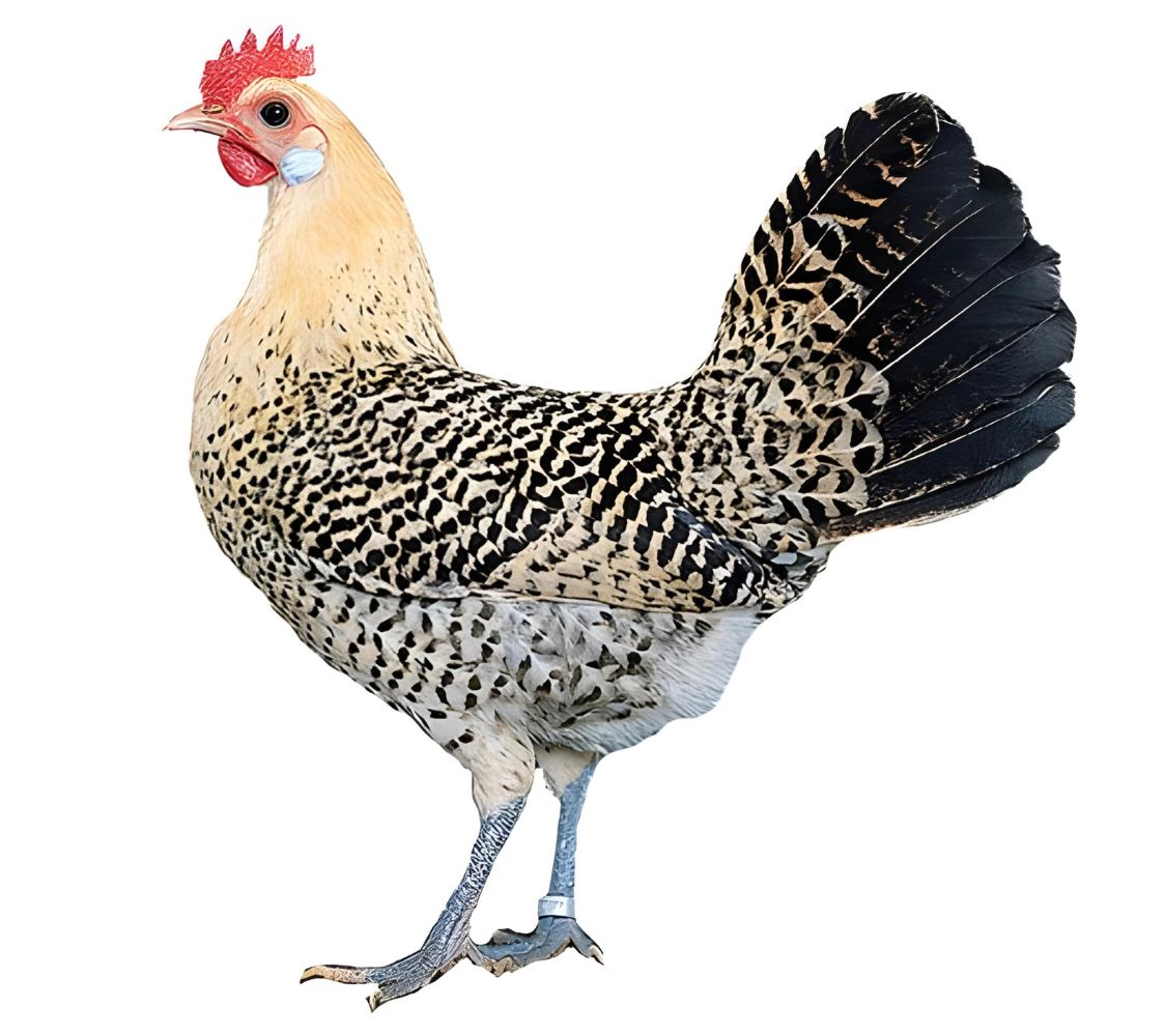 gallina frisona holandesa enana	