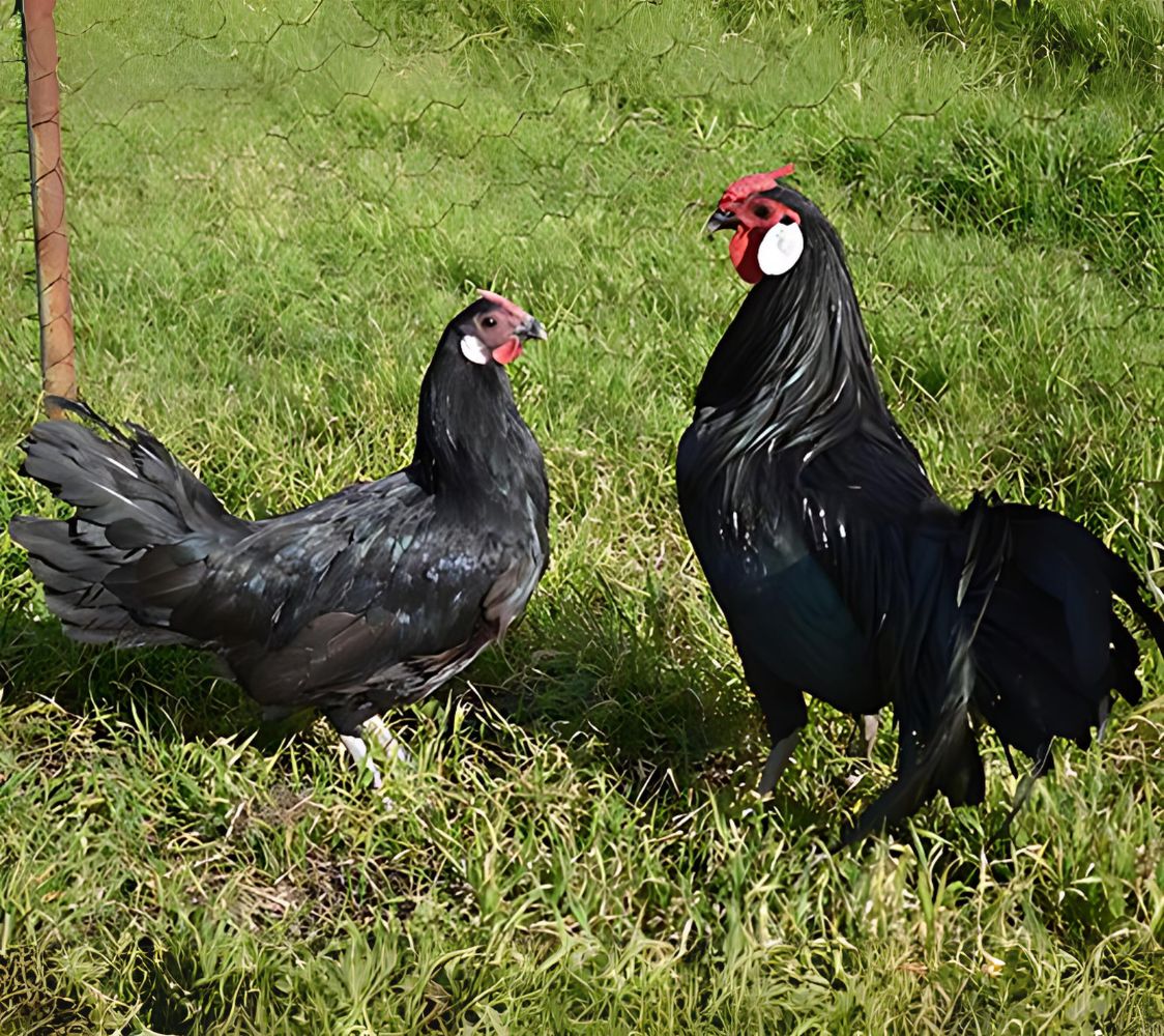 pareja gallinas hamburgo color negro	