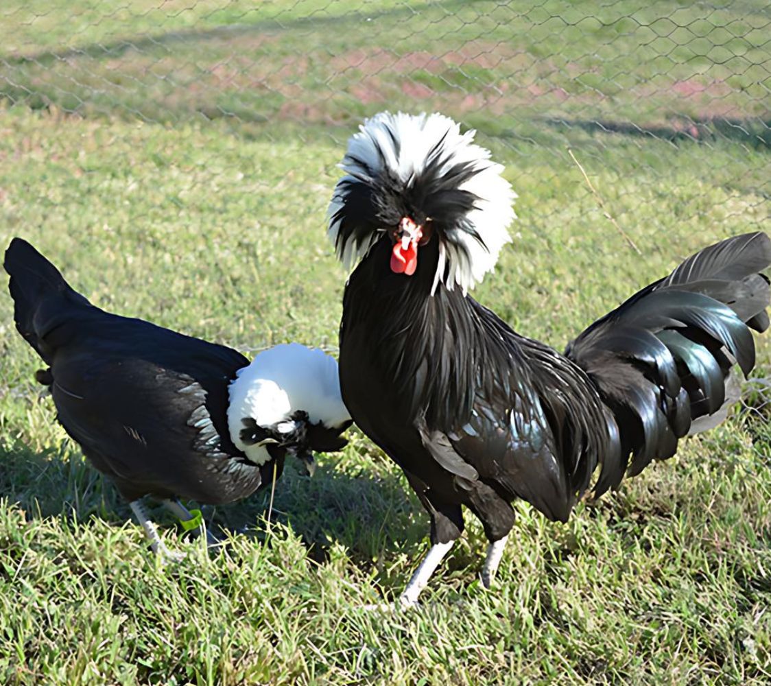 Razas De Pollos Blancos Y Negros 8 Razas De Gallina Enana razas-de-pollos-blancos-y-negros-8-razas-de-gallina-enana