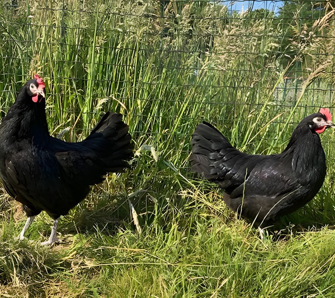 gallina janzé pareja color negro	