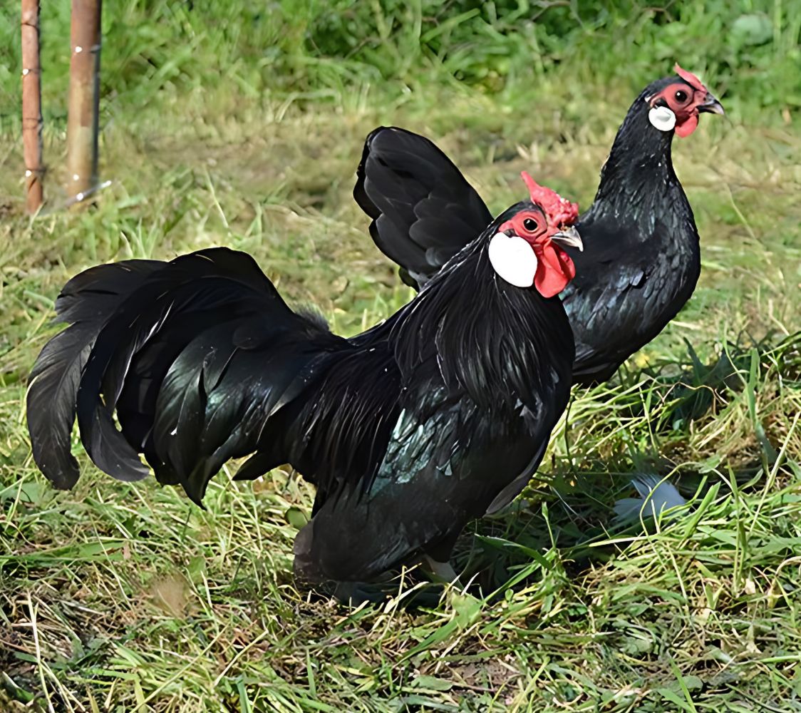 gallina de raza java color negro	