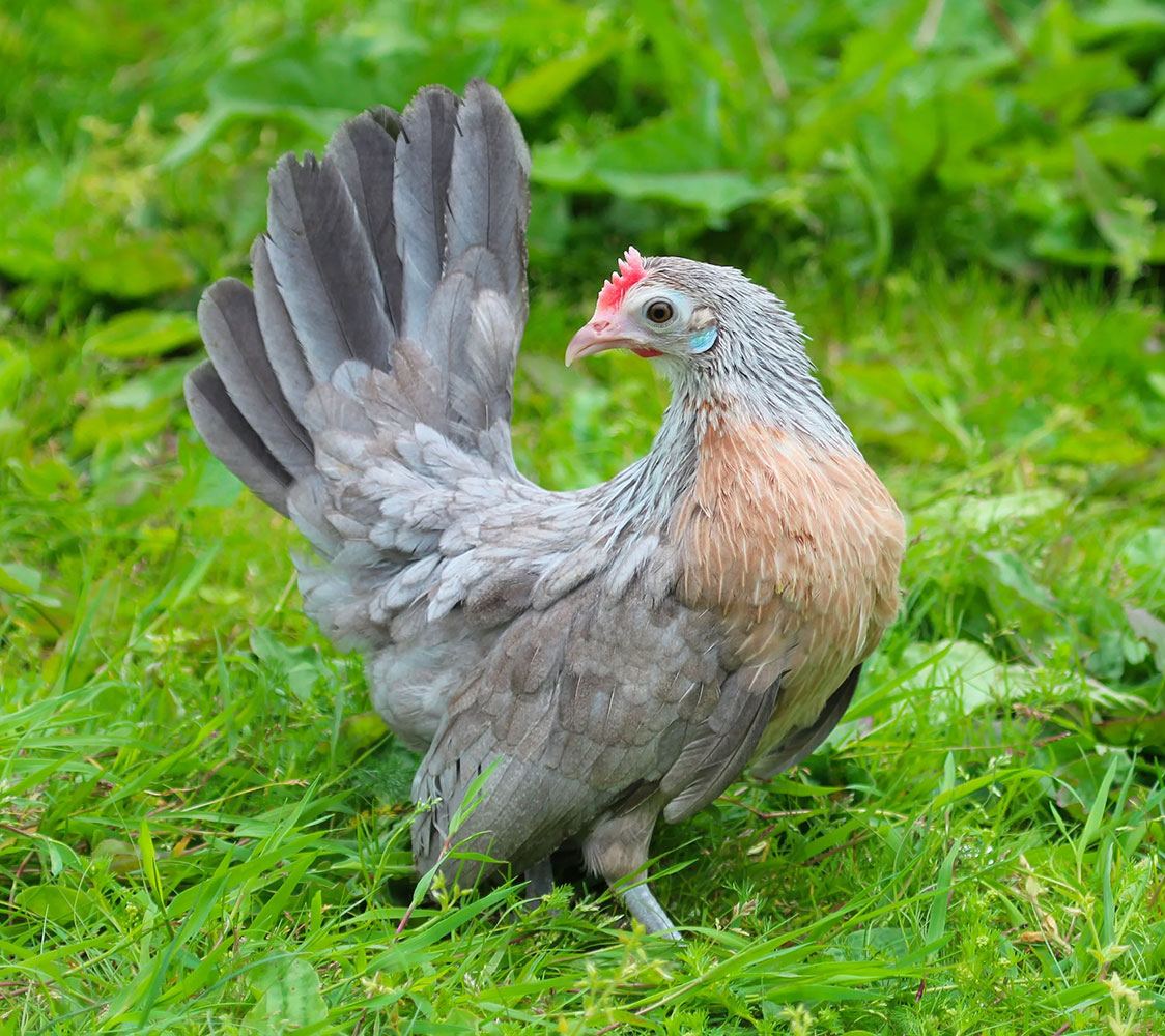 gallina Kriel azul plateado