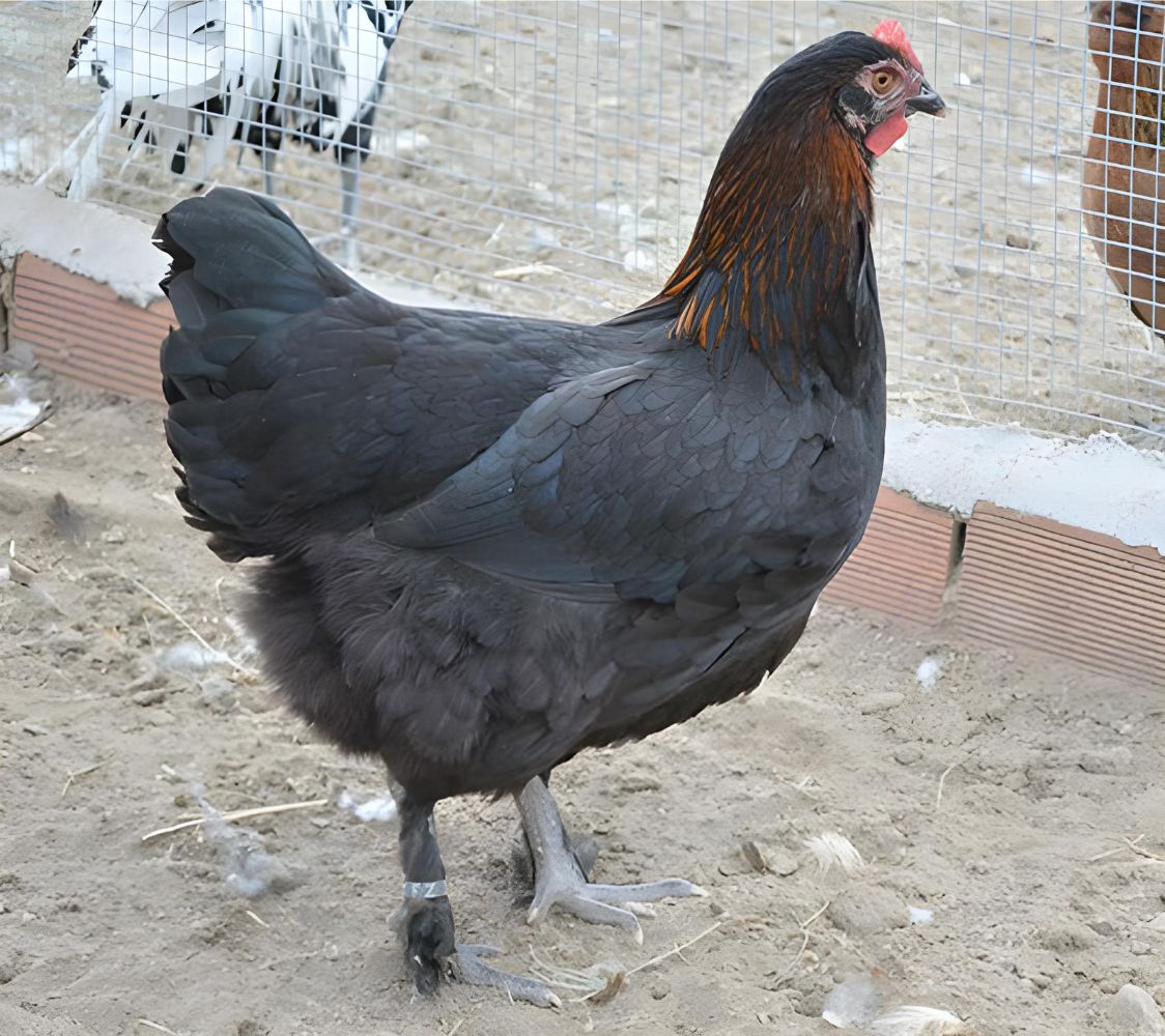 hembra gallina marans negro cobre	