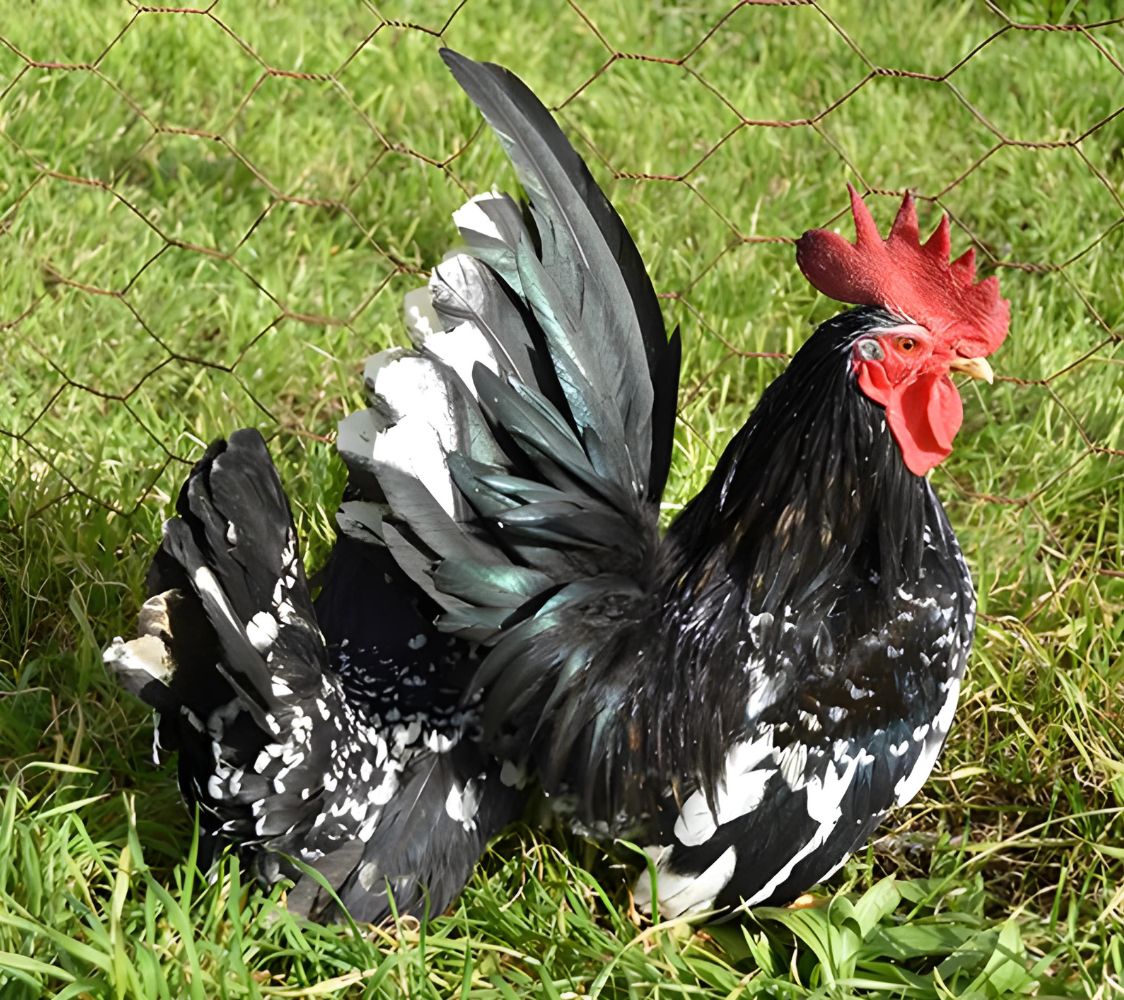 pareja nagasaki negro moteado de blanco	