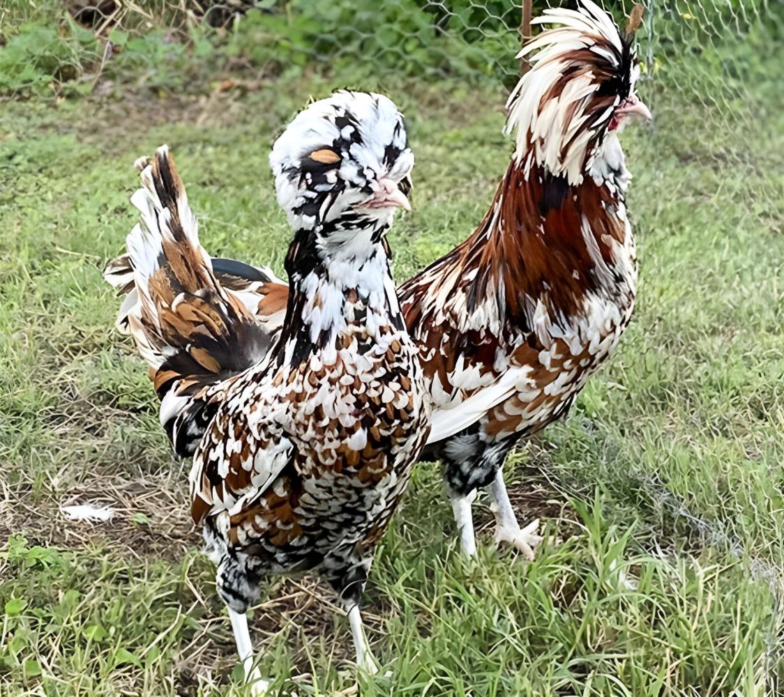 Paduana milflores o tricolor	
