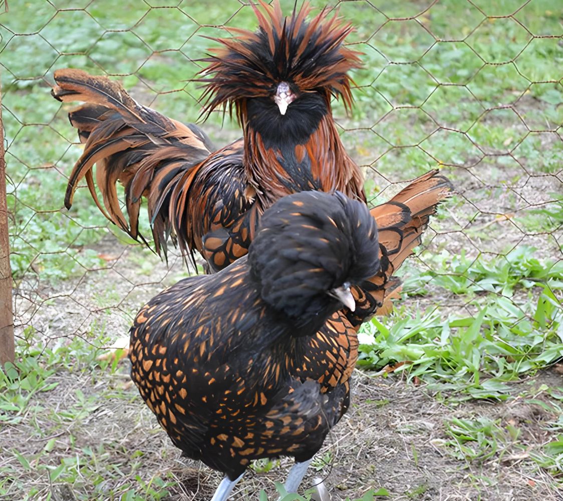 gallina raza paduana	